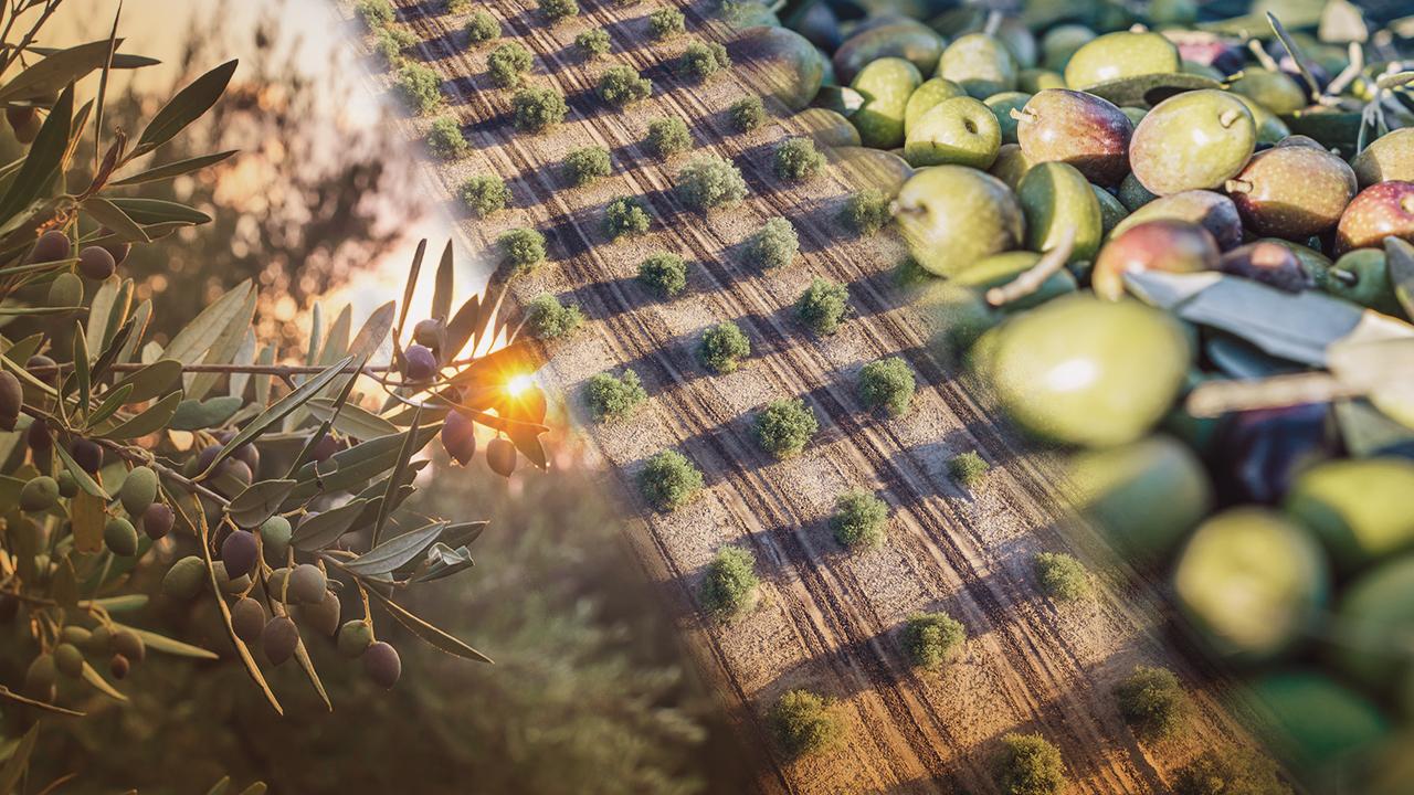 Raiz Holding’den Tarım Teknolojilerine Stratejik Adım: Pazardan Uygulamasına 1,35 Milyon TL Yatırım